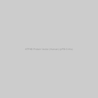ATP4B Protein Vector (Human) (pPB-C-His)